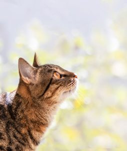 Microchipping